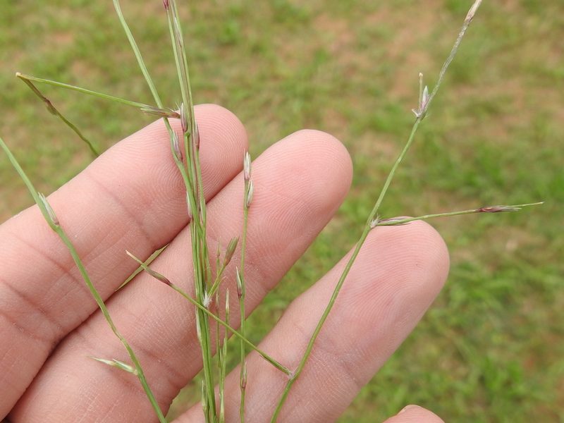 Eragrostis sessilispica, photographed by Sam Kieschnick