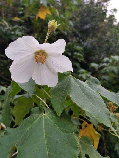 Corynabutilon vitifolium, photographed by Inao Vasquez