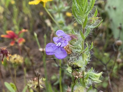 Salvia texana, photographed by Reid Hardin