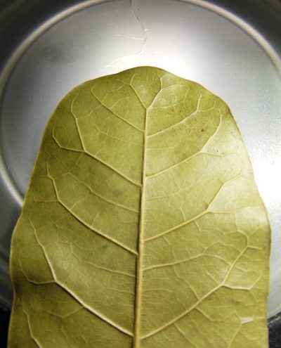 Quercus elliptica, photographed by Neptalí Ramírez Marcial