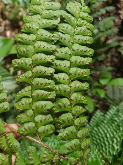 Didymochlaena amazonica, photographed by Círculo de Investigación en Taxonomía, Florística y Ecología Vegetal