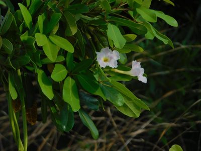 Tabebuia heterophylla, photographed by Jade Fortnash