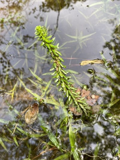 Myriophyllum heterophyllum, photographed by Carol Ann McCormick