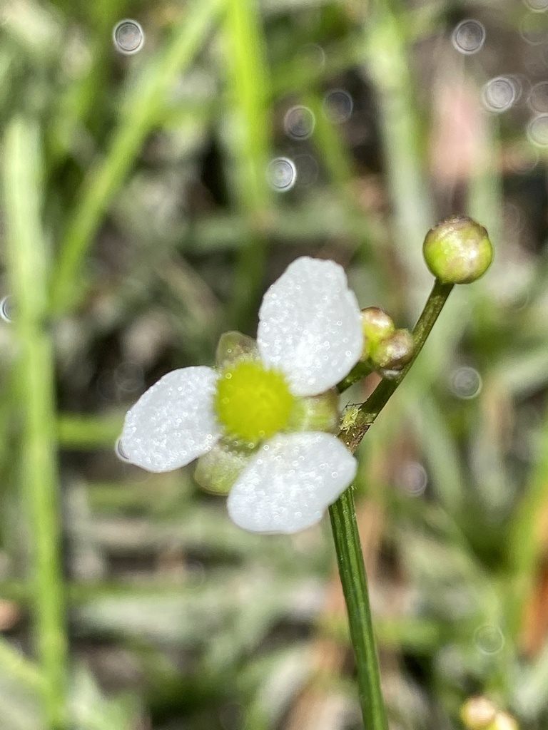 Sagittaria macrocarpa, photographed by Carol Ann McCormick