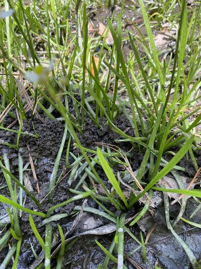 Sagittaria macrocarpa, photographed by Carol Ann McCormick