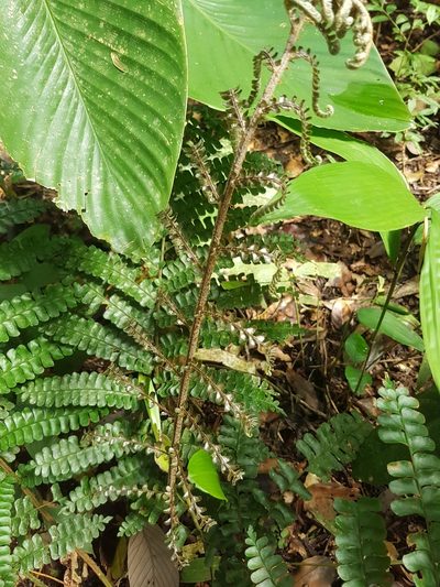 Didymochlaena amazonica, photographed by Círculo de Investigación en Taxonomía, Florística y Ecología Vegetal