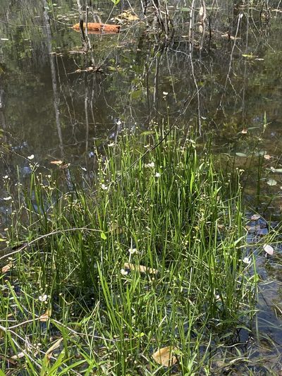 Sagittaria macrocarpa, photographed by Carol Ann McCormick
