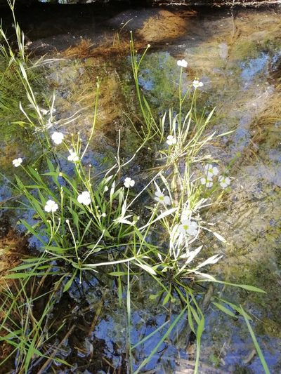 Baldellia ranunculoides, photographed by David Delon