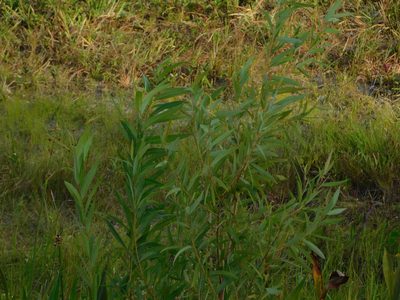 Salix caroliniana, photographed by Jade Fortnash