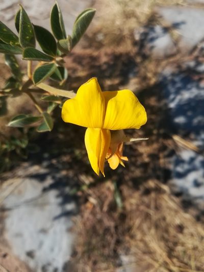 Crotalaria doidgeae, photographed by Noeleen du Toit
