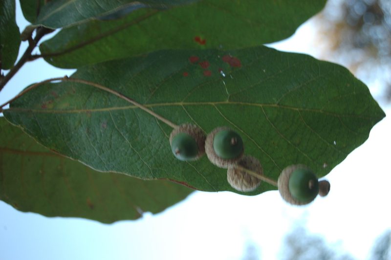 Quercus peduncularis, photographed by Neptalí Ramírez Marcial