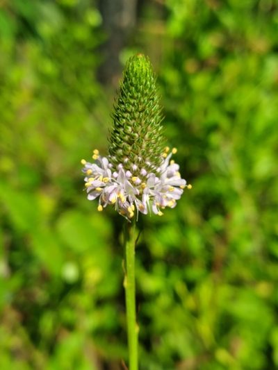 Dalea carnea, photographed by Scott Ward