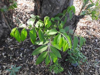 Cedrela dugesii, photographed by Oscar Alejandro Morales Juárez