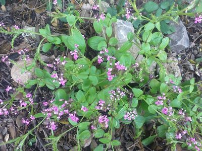 Valeriana graciliflora, photographed by Dyhia YOUSFI