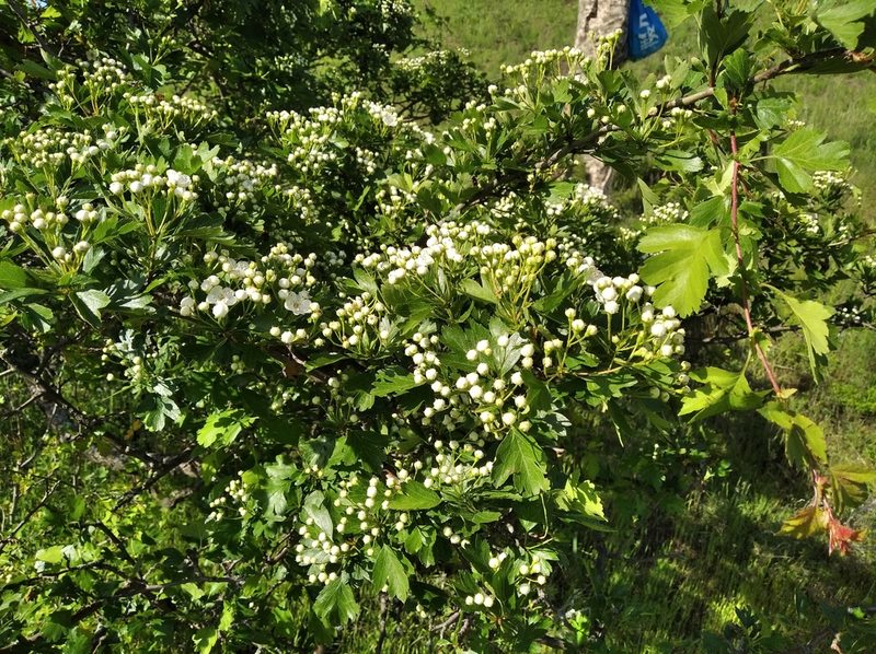 Crataegus rhipidophylla, photographed by Oleksii Vasyliuk
