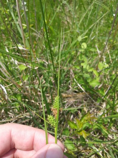 Carex bushii, photographed by Chris Hoess