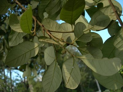 Quercus oleoides, photographed by Neptalí Ramírez Marcial