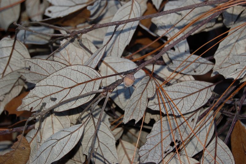 Quercus scytophylla, photographed by Neptalí Ramírez Marcial