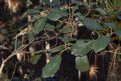 Quercus scytophylla, photographed by Neptalí Ramírez Marcial