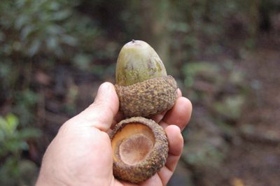 Quercus skinneri, photographed by Neptalí Ramírez Marcial