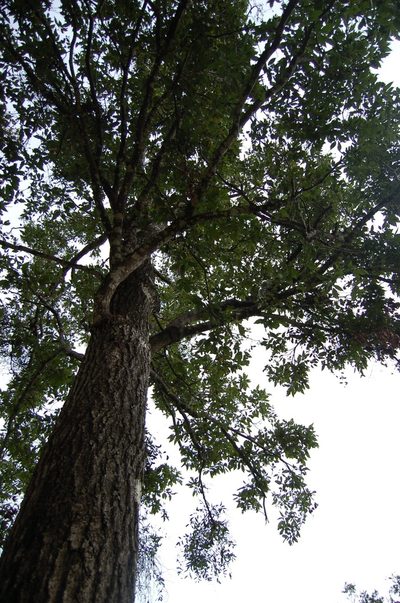 Quercus skinneri, photographed by Neptalí Ramírez Marcial