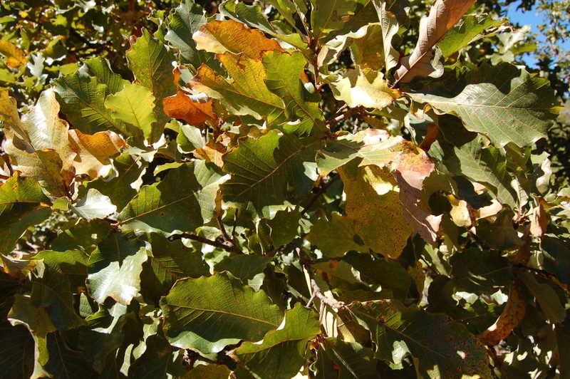 Quercus magnoliifolia, photographed by Neptalí Ramírez Marcial
