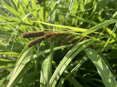 Carex shortiana, photographed by Stephanie Dolrenry