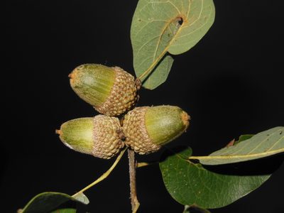 Quercus polymorpha, photographed by Neptalí Ramírez Marcial