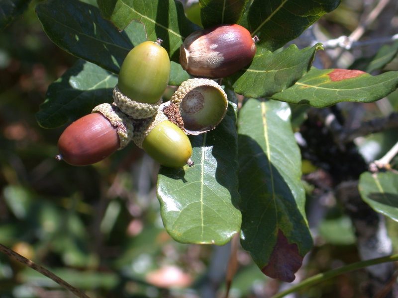 Quercus sebifera, photographed by Neptalí Ramírez Marcial