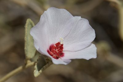 Hibiscus denudatus, photographed by Ken-ichi Ueda