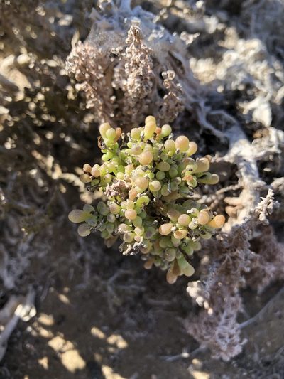 Nolana divaricata, photographed by Ben Lyle Bedard
