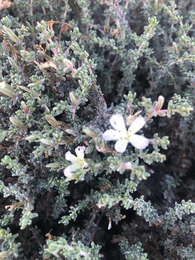 Frankenia chilensis, photographed by Ben Lyle Bedard