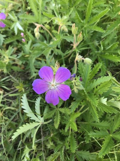 Geranium oreganum, photographed by Daniel Kennedy