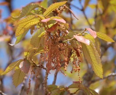 Quercus segoviensis, photographed by Neptalí Ramírez Marcial