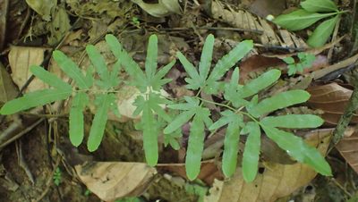 Lygodium venustum, photographed by John Abrams
