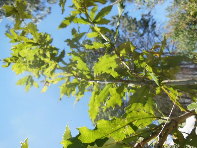 Quercus vicentensis, photographed by Neptalí Ramírez Marcial
