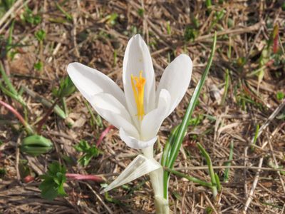 Crocus neapolitanus, photographed by Emanuele Santarelli