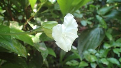 Erythrochiton gymnanthus, photographed by John Abrams