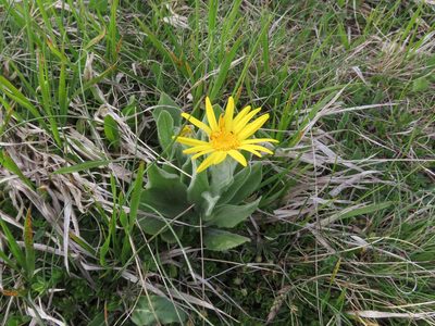 Senecio scopolii, photographed by Emanuele Santarelli