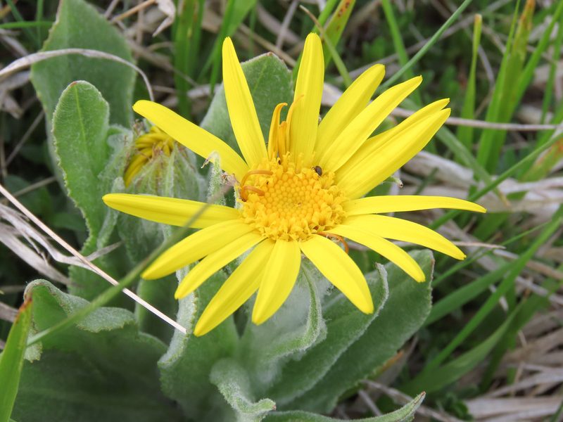 Senecio scopolii, photographed by Emanuele Santarelli