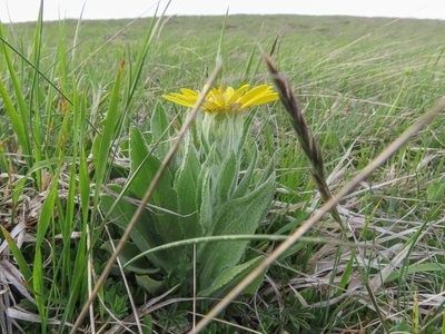 Senecio scopolii, photographed by Emanuele Santarelli
