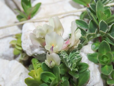 Astragalus depressus, photographed by Emanuele Santarelli