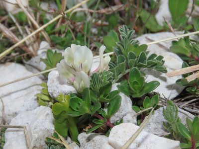 Astragalus depressus, photographed by Emanuele Santarelli