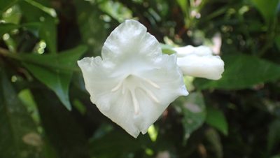 Erythrochiton gymnanthus, photographed by John Abrams