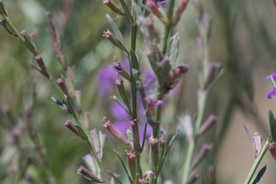 Lythrum californicum, photographed by Jonathan Eisen