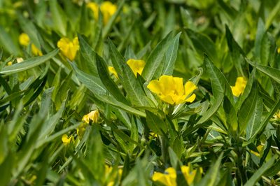 Ludwigia hexapetala, photographed by Jonathan Eisen