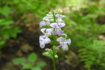 Iodanthus pinnatifidus, photographed by Ben Meredyk