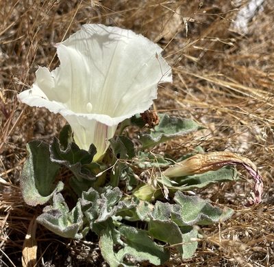 Calystegia subacaulis, photographed by Henrik Kibak