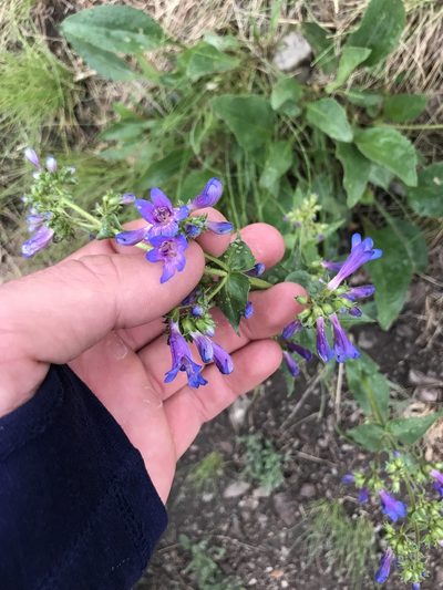 Penstemon wilcoxii, photographed by Konshau Duman