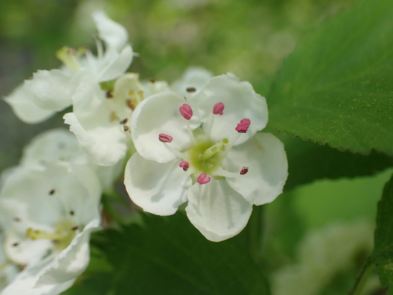 Crataegus macrosperma, photographed by Roger Rittmaster